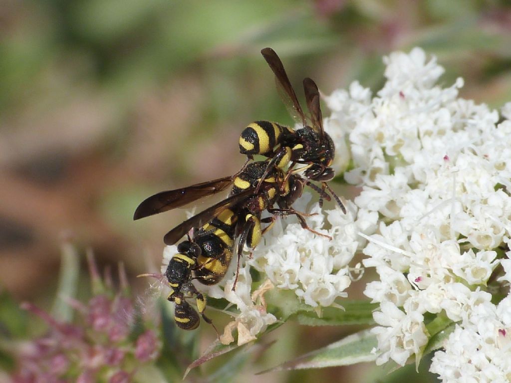 Leucospis maschio: L. dorsigera o L. bifasciata